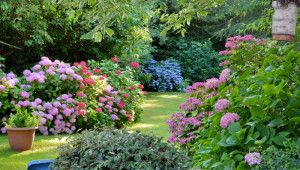 12 самых красивых кустарников и цветов для сада – идеи для вдохновения