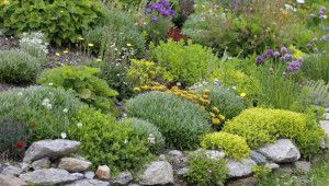 Всесезонні рослини для альпійської гірки – красивий сад у будь-яку пору року!