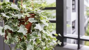 Цілорічні рослини для балкона та тераси – топ-10 пропозицій