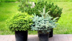 Как сажать и ухаживать за хвойными растениями в саду и на террасе – советы эксперта